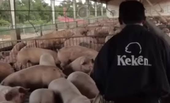 Impulsan en equipo y proyectan la exportación de carne de cerdo