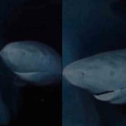 Descubren un tiburón de Groenlandia