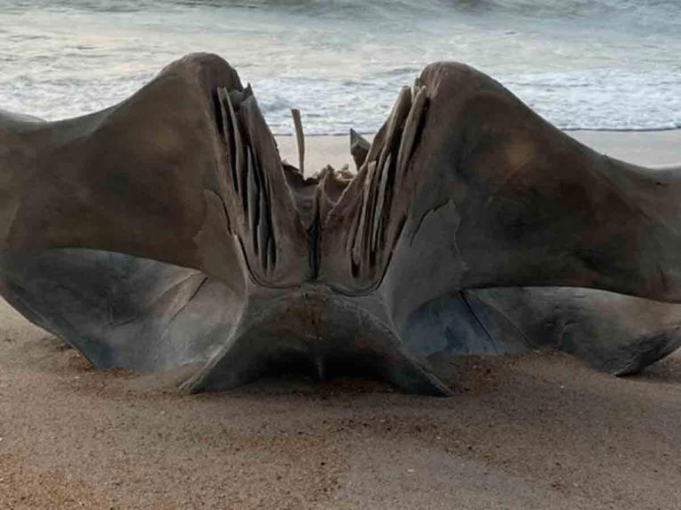 Encuentran enorme cráneo en una playa