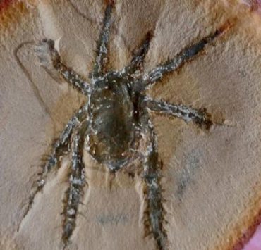 Encuentran un arácnido de 300 millones de años