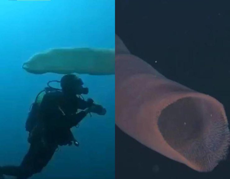 Extraños seres en las aguas de Estados