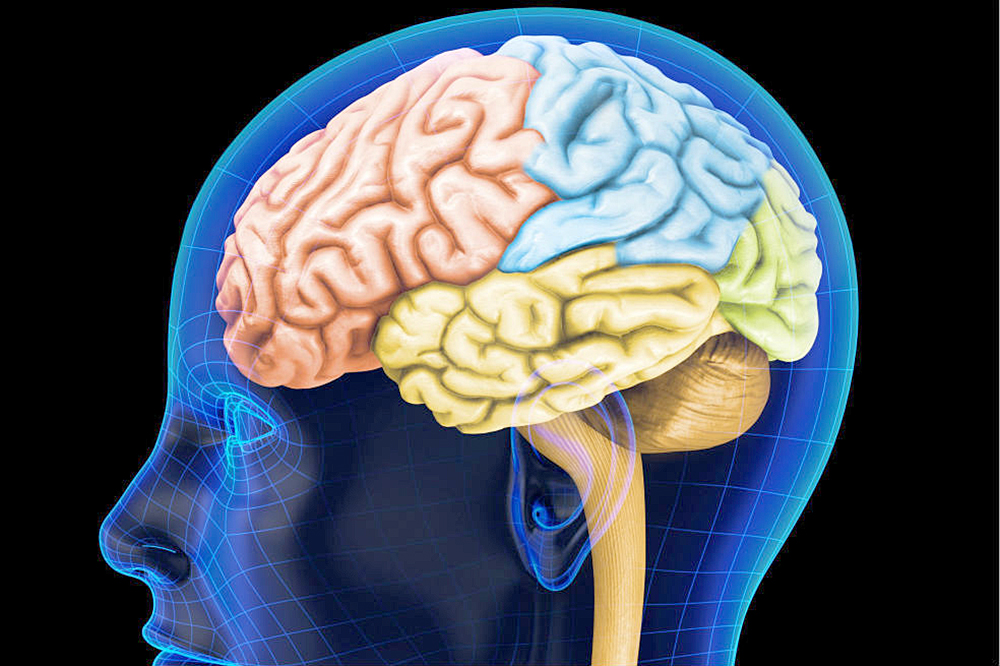 Harvard y Google mapean el cerebro