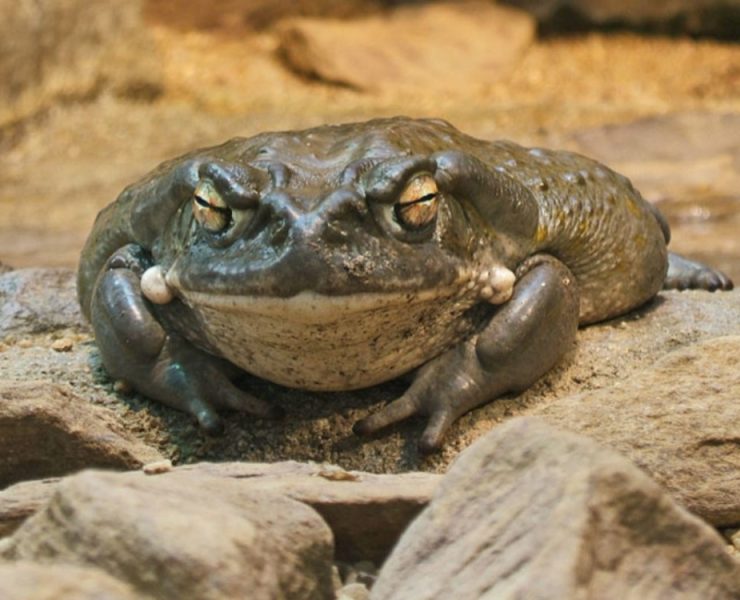 Un veneno ayudará con la depresión