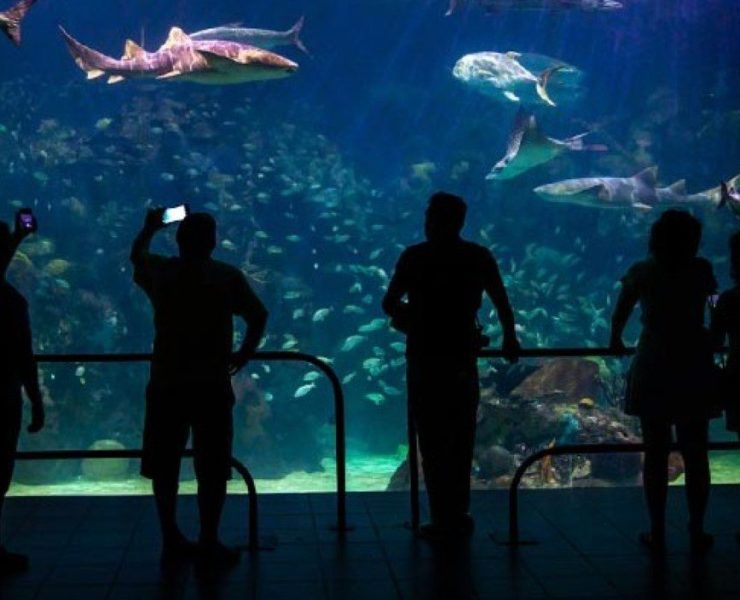 Acusaciones de desaparición de peces en el Acuario de Veracruz