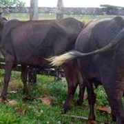 Aumenta robo de ganado en Veracruz