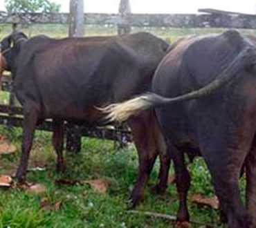 Aumenta robo de ganado en Veracruz