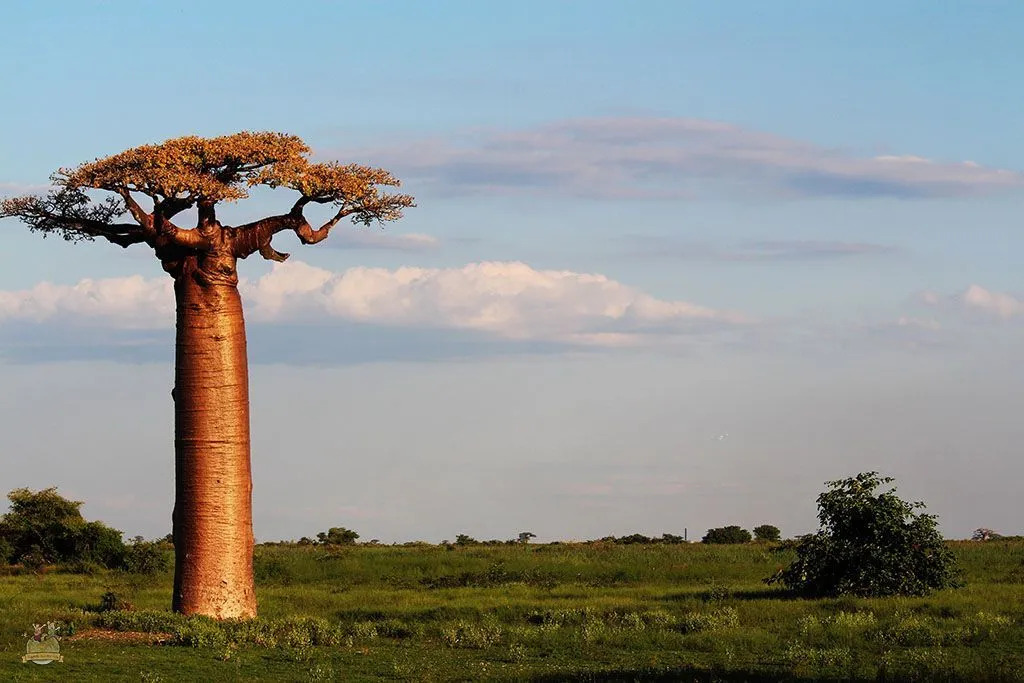 Científicos estudian los árboles baobabs