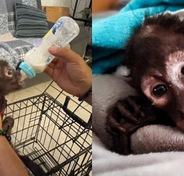 Mono araña es rescatado por Profepa en Veracruz