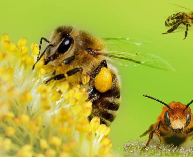 Día internacional de las abejas