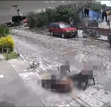 Abuelita es atacada por perros en Querétaro